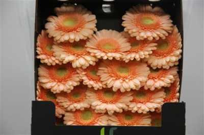 Gerbera Mi Diamond Dalida