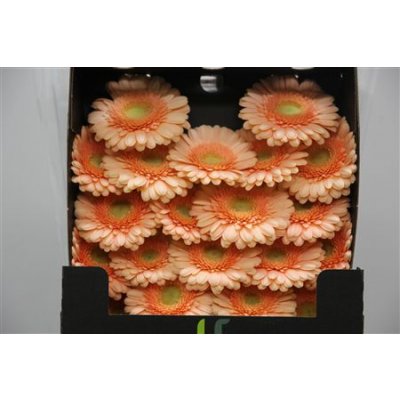 Gerbera Mi Diamond Dalida