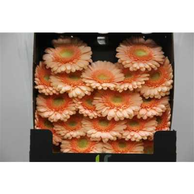 Gerbera Mi Diamond Dalida