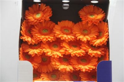 Gerbera Mi Diamond Damain