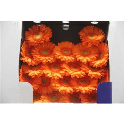 Gerbera Mi Diamond Damain