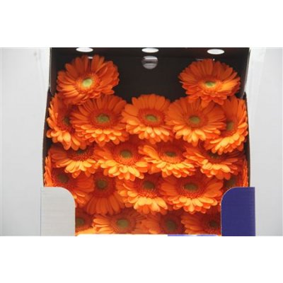 Gerbera Mi Diamond Damain