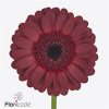 Gerbera Mi Diamond Dark Night