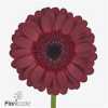Gerbera Mi Diamond Dark Night