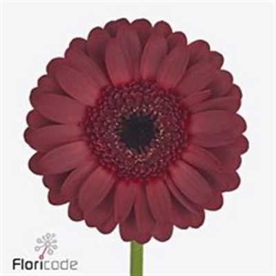Gerbera Mi Diamond Dark Night