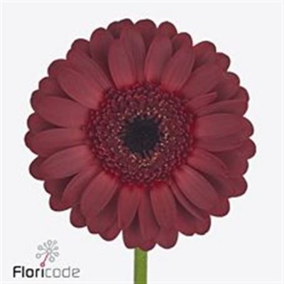 Gerbera Mi Diamond Dark Night