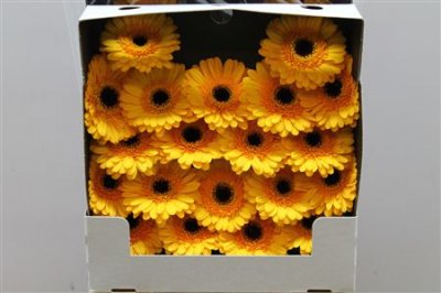 Gerbera Mi Diamond Davidson