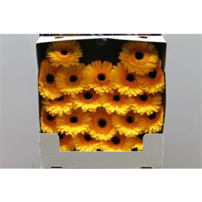 Gerbera Mi Diamond Davidson