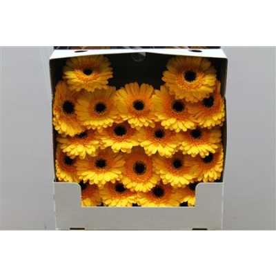 Gerbera Mi Diamond Davidson