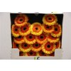 Gerbera Mi Diamond Decora