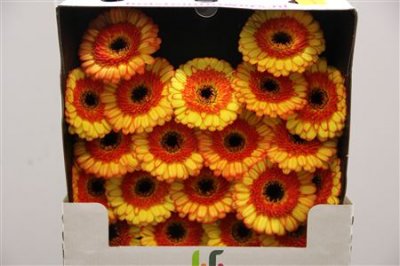 Gerbera Mi Diamond Decora