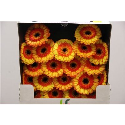 Gerbera Mi Diamond Decora
