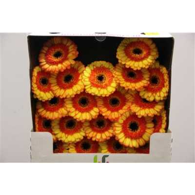 Gerbera Mi Diamond Decora
