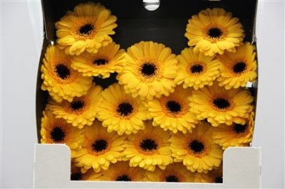 Gerbera Mi Diamond Delmonte