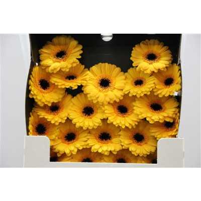 Gerbera Mi Diamond Delmonte