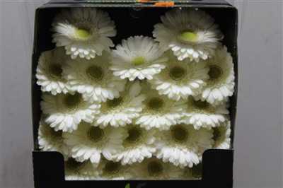 Gerbera Mi Diamond Delphi