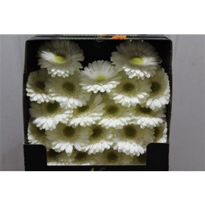 Gerbera Mi Diamond Delphi