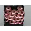 Gerbera Mi Diamond Dixon