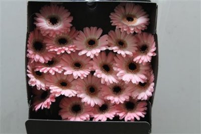 Gerbera Mi Diamond Dixon