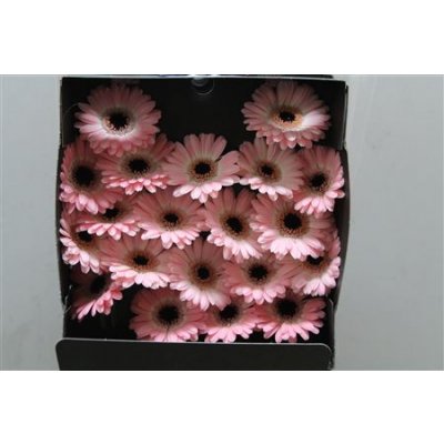 Gerbera Mi Diamond Dixon