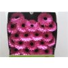 Gerbera Mi Diamond Dolcetto