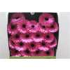Gerbera Mi Diamond Dolcetto