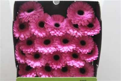 Gerbera Mi Diamond Dolcetto