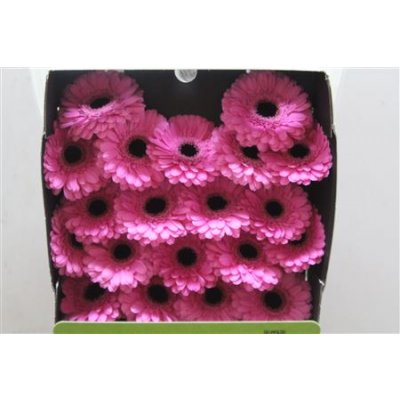 Gerbera Mi Diamond Dolcetto
