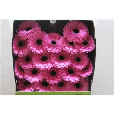 Gerbera Mi Diamond Dolcetto