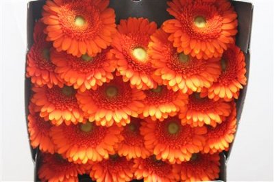 Gerbera Mi Diamond Dorito