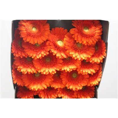 Gerbera Mi Diamond Dorito