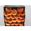 Gerbera Mi Diamond Dory