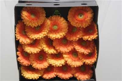 Gerbera Mi Diamond Dory