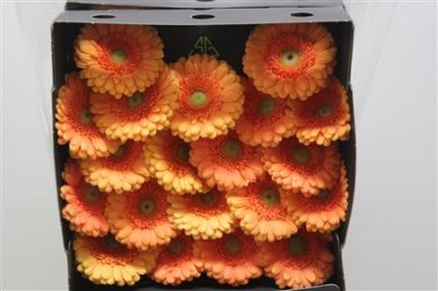 Gerbera Mi Diamond Dory