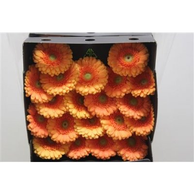Gerbera Mi Diamond Dory