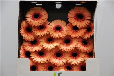 Gerbera Mi Diamond Dusty