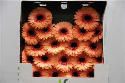 Gerbera Mi Diamond Dusty