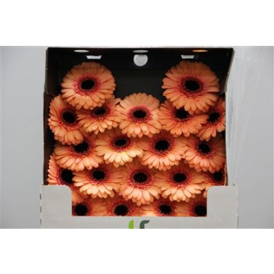 Gerbera Mi Diamond Dusty