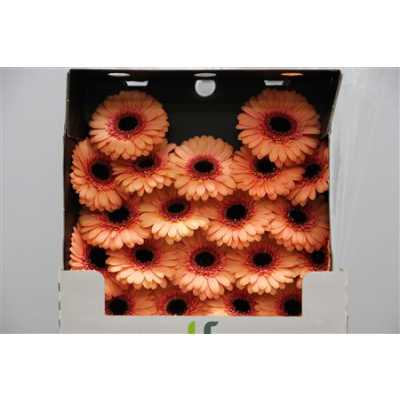 Gerbera Mi Diamond Dusty