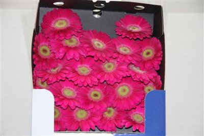 Gerbera Mi Diamond Elvis