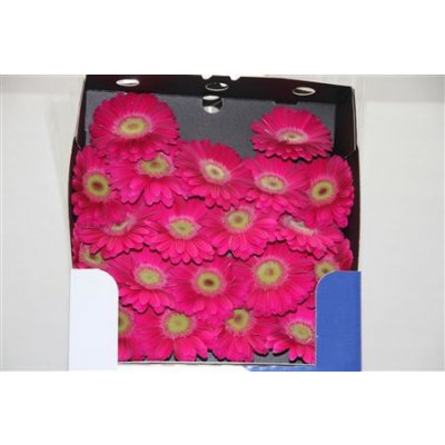 Gerbera Mi Diamond Elvis