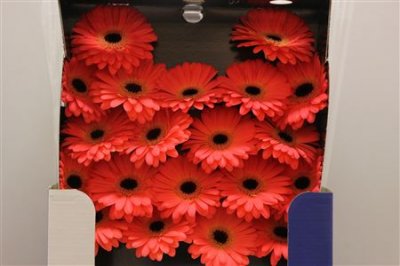 Gerbera Mi Diamond Evelien