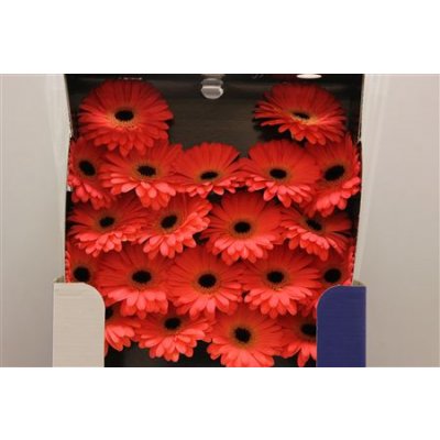 Gerbera Mi Diamond Evelien