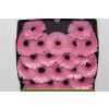 Gerbera Mi Diamond Everton