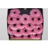 Gerbera Mi Diamond Everton