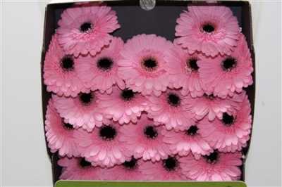 Gerbera Mi Diamond Everton