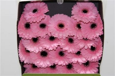 Gerbera Mi Diamond Everton