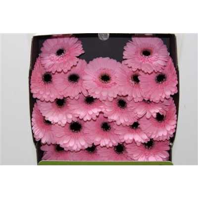 Gerbera Mi Diamond Everton