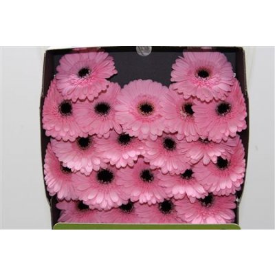Gerbera Mi Diamond Everton