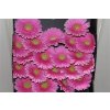 Gerbera Mi Diamond Festini